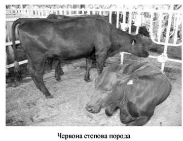 українська чорно-ряба молочна порода 