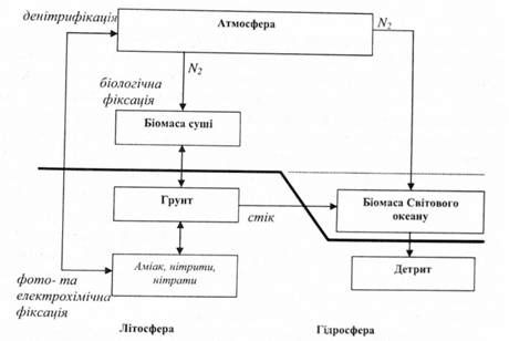 біогеохімічний цикл азоту