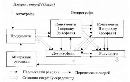 переміщення речовини та енергії в екосистемі