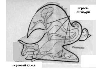 нервова система ставковика 