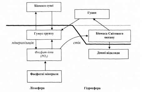 біогеохімічний цикл фосфору
