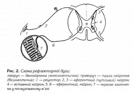 схема рефлекторної дуги 