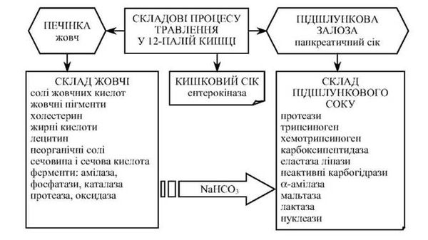 складові процесу травлення у дванадцятипалій кишці