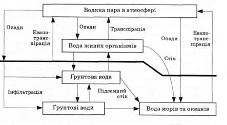 біогідрологічний цикл води 