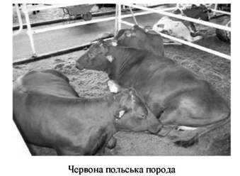 червона польська порода 