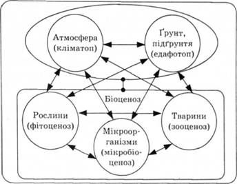схема будови біоценозу (за в.м. сукачовим)