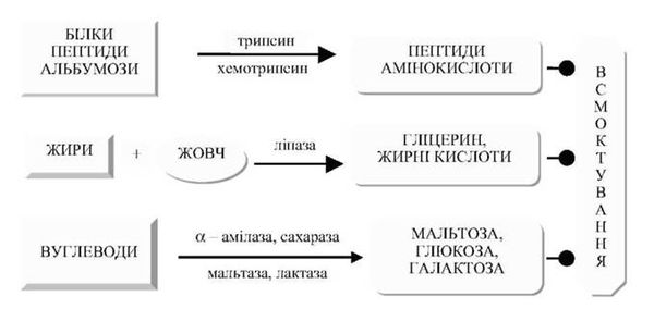 процеси травлення у дванадцятипалій кишці