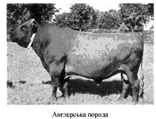 англерська порода 