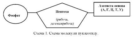 схема молекули нуклеотиду