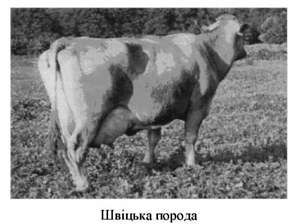 швіцька порода 