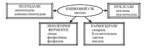 склад кишкового соку тонкого кишечнику