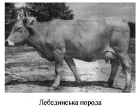лебединська порода 