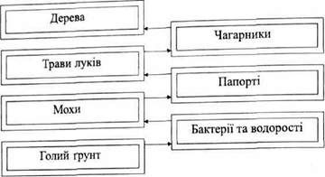 принципова схема сукцесії в лісовій зоні