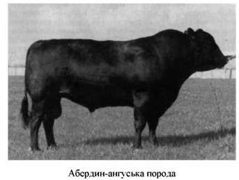 абердин-ангуська порода 