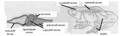 нервова система жаби 