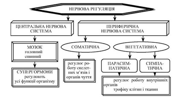 структура нервової регуляції
