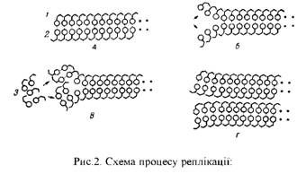 схема процесу реплікації