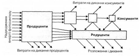 потік енергії в природному співтоваристві