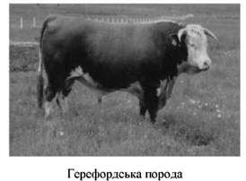 герефордська порода