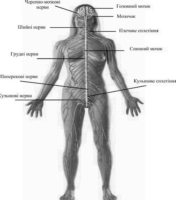 центральна та периферична нервова система