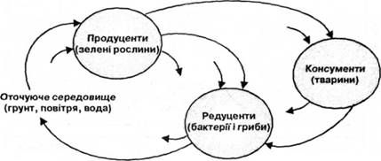 кругообіг речовин в екосистемі