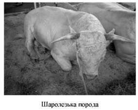 шаролезька порода 