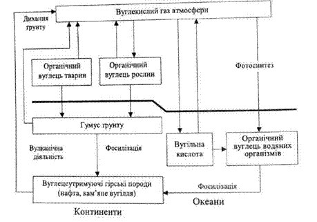 біогеохімічний цикл води,біогеохімічний цикл вуглецю
