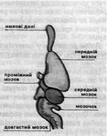 будова головного мозку ящірки 
