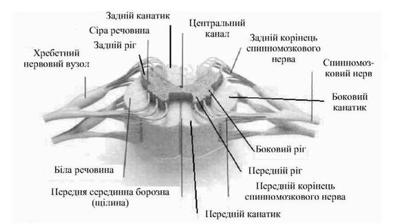 будова спинного мозку