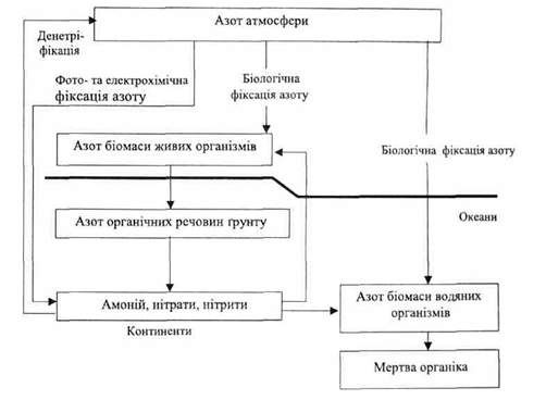 біогеохімічний цикл азоту