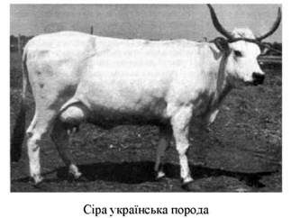 сіра українська порода 