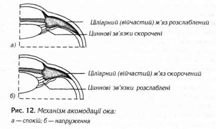 механізм акомодації ока