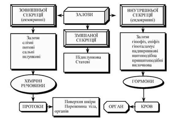 залози внутрішньої і зовнішньої секреції