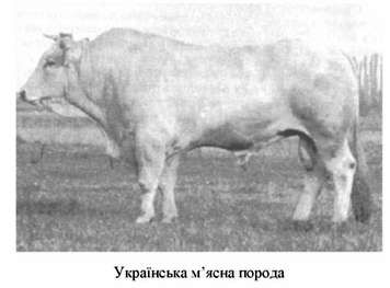українська м'ясна порода 