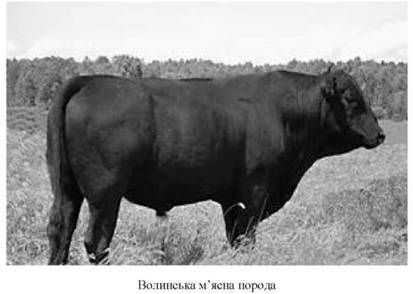 волинська м'ясна порода 