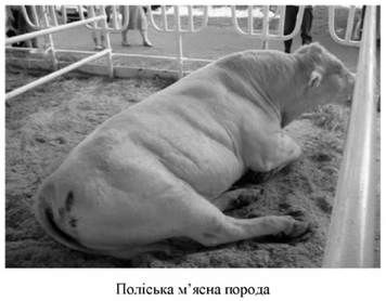 поліська м'ясна порода 