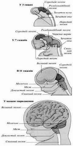 розвиток головного мозку людини 