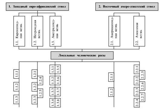 популяционно-генетическая классификация человеческих рас