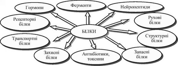 білкові структури організму