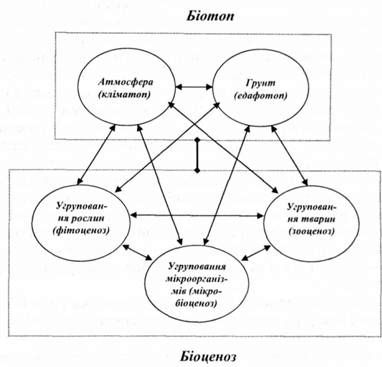 схема будови наземного біогеоценозу (за в.м.сукачовим)