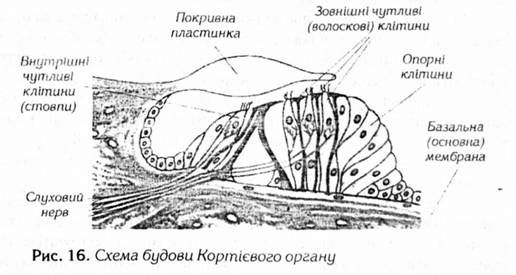 схема будови кортієвого органу 