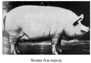 велика біла порода 