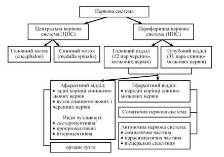 відділи нервової системи