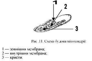 схема будови мітохондрії