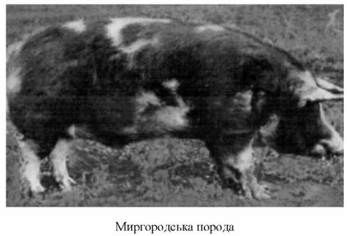 миргородська порода