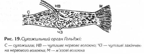 сухожильний орган гольджі 