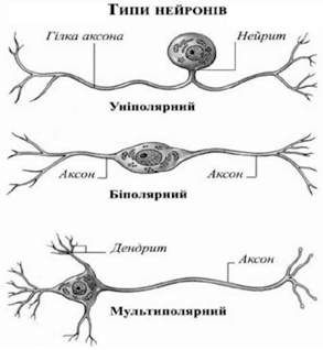 типи нейронів 