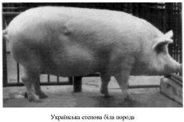 українська степова біла порода 
