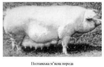 полтавська м'ясна порода 