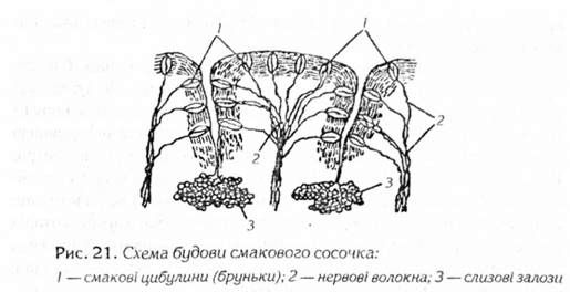 схема будови смакового сосочка 